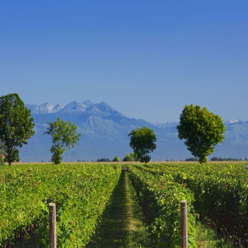 Dégustation de Prosecco avec accords mets près de Venezia