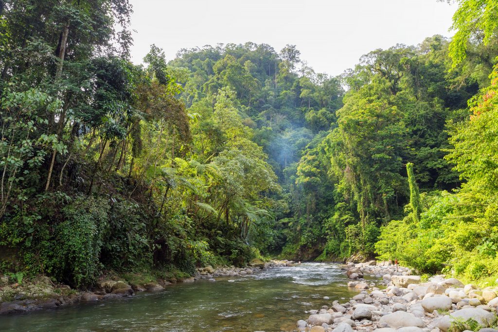 Trekking in the Sumatran jungle