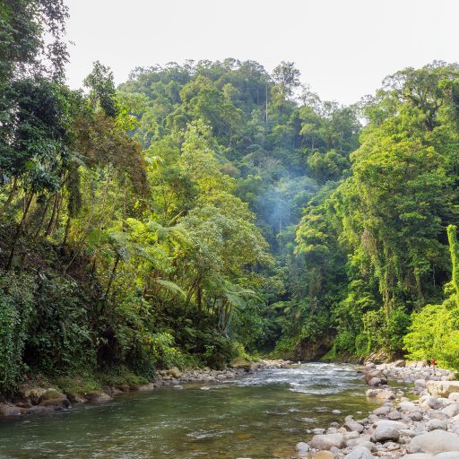 Trekking in the Sumatran jungle