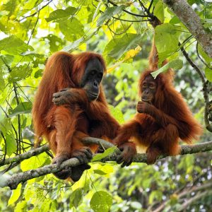 Croisière sur la rivière Mahakam et Orang-outans à Bornéo – Circuit 6 jours