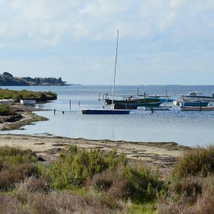 Immersion à l'Étang de Thau : exploration naturelle et historique de Sète - 1,5 heures d'expérience