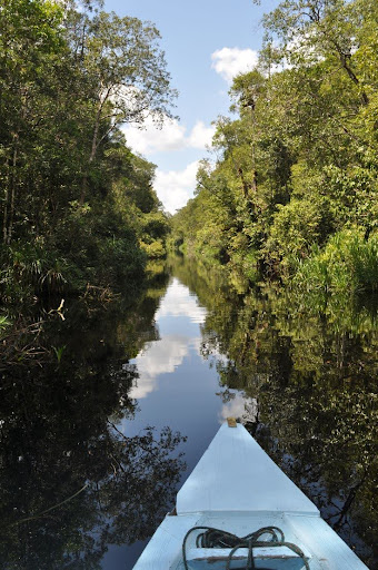 Proue d'un klotok naviguant sur une rivière calme au cœur de la jungle de Kalimantan, Bornéo.